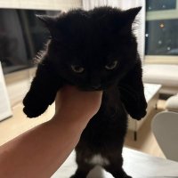 Toku (@tokupsd) 's Twitter Profile Photo