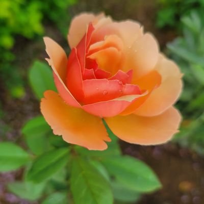 lullaby69290366's profile picture. 無理せず
マイペースで
楽しい推し活🍀

今日も
優しい気持ちで
過ごせますように

幸せが　こぼれたら
また　拾えばいい…*˘◡˘*明日は、きっと良い日🙌