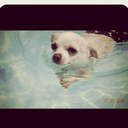 Henry Adkins - @DogHenryOliver - Twitter