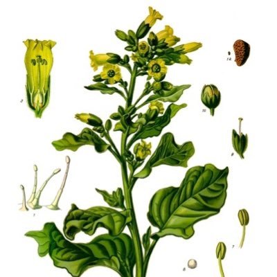 tdmdiscovery's profile picture. Next gen stimmies