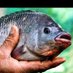 Aqua Global fisheries (@aqua_globa74109) Twitter profile photo Aqua Global fisheries (@aqua_globa74109) Twitter profile photo