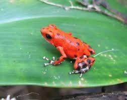 BuyRedFrogBeach's profile picture. Red Frog Beach in Panama is located on the island of Bastimentos. This beach is the most popular beach in the Bocas Del Toro islands.  Check out our website!