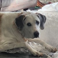 🏳️🌈🏳️⚧️Momma🇸🇩🇺🇦GeeGee🇺🇸🏴☠️ (@mommageegee1) 's Twitter Profile