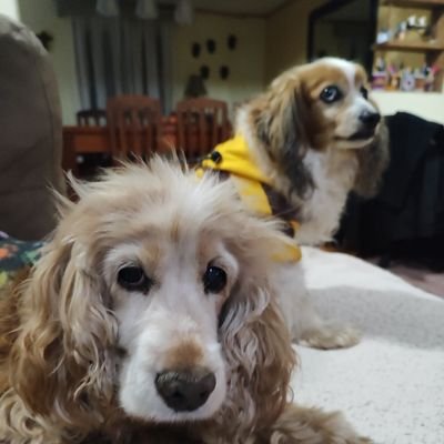 JennyGo46324431's profile picture. Perros 🐶😍🐕 lo mejor de la vida ☺️ los amo, tengo solo 4 🦮🐶🌳 y soy bien zurda