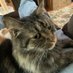 Tom Katt (@katt_tom) Twitter profile photo Tom Katt (@katt_tom) Twitter profile photo