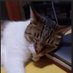 chibie nobie2 (@chibienobie2) Twitter profile photo chibie nobie2 (@chibienobie2) Twitter profile photo