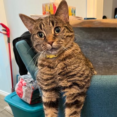 Kayla_kat_27__'s profile picture. Tyson 🖤