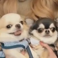 หมีกรอบไข่เจียว (@atlerft) 's Twitter Profile