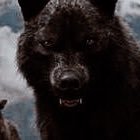 Sam Uley (@quileutesalpha) 's Twitter Profile