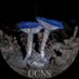 UCNS (@ucnsblue) Twitter profile photo UCNS (@ucnsblue) Twitter profile photo