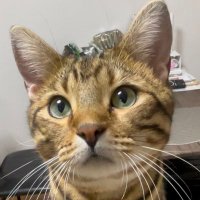 ✨🤎ちゃおとたら吉🧑‍🦰😼🐾🤎✨ (@akari010717) 's Twitter Profile