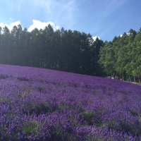 アンタレス (@alphascorpii_a) 's Twitter Profile