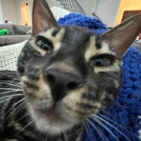 ⁺⋆ ☾⋆₊ (@sapsmilo) 's Twitter Profile