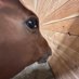 Side Eye Horse (@sideeyehorse) Twitter profile photo Side Eye Horse (@sideeyehorse) Twitter profile photo