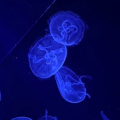 skfcisi's profile picture. 