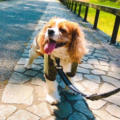 キャバリア チロさん🐶👑 (12才8月誕🎂)と出会ってから人生薔薇色…💐✨ 一緒に過ごす日々と 時々 MIX犬 のシープーくん🐶 が登場します♥︎ 投薬中にて体調様子見。可愛い子たちを見るのが癒し🌿 よろしくお願いします。