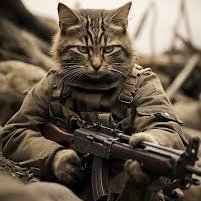 catcod3r's profile picture. 