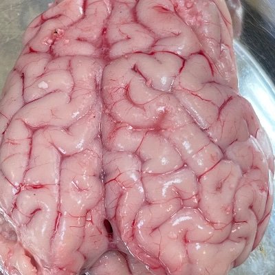A neuroscience lab @ Technion, Faculty of Medicine; interested in neuronal receptors and channels; love imaging methods. Funded by ERC