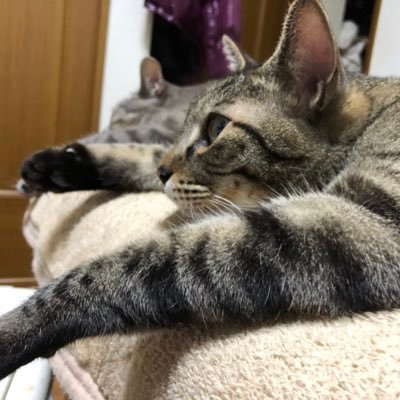 sukeapex2's profile picture. 友達欲しい 誰か遊んで apexばっかり