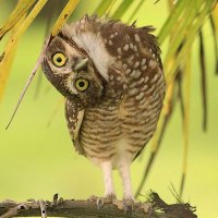 Afieldern (@afieldern) 's Twitter Profile