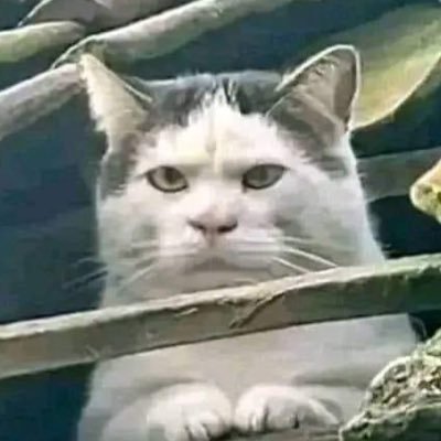 Emonahamed0's profile picture. Free Palestine 🇵🇸🇵🇸