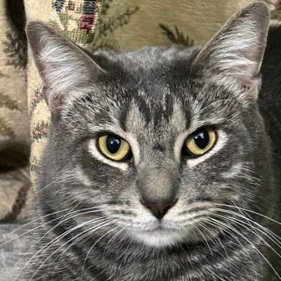 MarkVillar9016's profile picture. Conservative Christian, father. husband, K9 lover, retired refining operations supervisor. LTC. Son of WWII US Army Anti-aircraft artillery gunner. MAGA.
