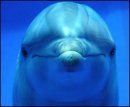 Aloha Dolphin Journeys offer unique and life transforming retreats that enhance your Divine Connection and reconnect you to your Life's Purpose.