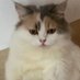 M U(*☻-☻*)~Macucu (@muyihui1) Twitter profile photo M U(*☻-☻*)~Macucu (@muyihui1) Twitter profile photo