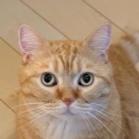 LAVIS (@laviel4) Twitter profile photo