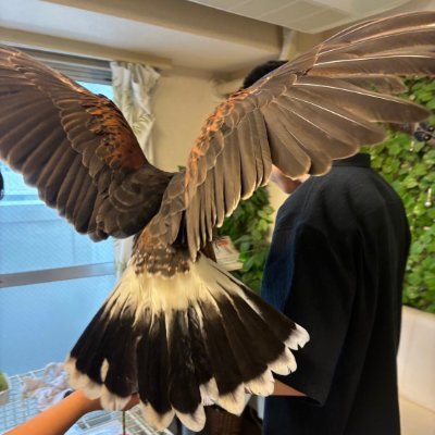 空腹ベリーさんのプロフィール画像