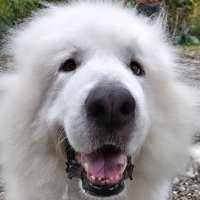 m-kobo (@emu_kobo) 's Twitter Profile