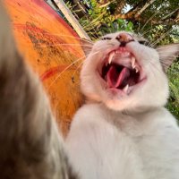 Notmything (@ohhnoo___) 's Twitter Profile