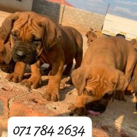 Mahatshula Boerboels (@macdonaldc96540) 's Twitter Profile