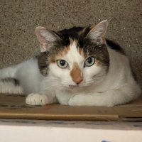 ゆいママ (@kirara035yui) 's Twitter Profile Photo