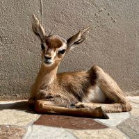𓆩🦌𓆪 (@xeunm) 's Twitter Profile Photo