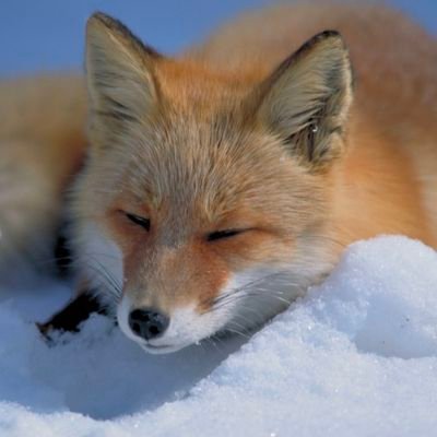 G4xkIKruG771106's profile picture. よろしく