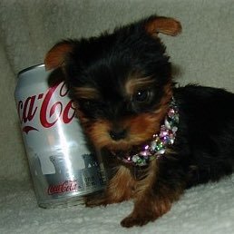 hwdepisurluv's profile picture. 