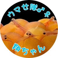 ウマせ隊♂♀ 翔ちゃん【ヘム隊見習い】 (@sho_room_) 's Twitter Profile Photo ウマせ隊♂♀ 翔ちゃん【ヘム隊見習い】 (@sho_room_) 's Twitter Profile Photo