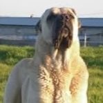 sokakkopeg1's profile picture. TÜRK 🇹🇷