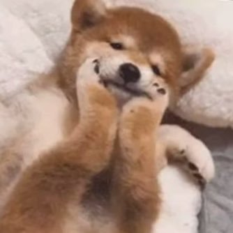 Wakudoki_spl's profile picture. 