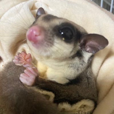 フクロモモンガをオス1匹とメス2匹飼ってます!名前オス(ジャスティン君)メス(ピノちゃん、ピルちゃん)無言フォロー失礼します。この垢はモモンガ専用垢になります。本垢はこちらです!@yannma111
