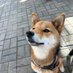 胡麻毛の柴犬「お嬢」٭❀*٭❀* (@yukokorot82) Twitter profile photo 胡麻毛の柴犬「お嬢」٭❀*٭❀* (@yukokorot82) Twitter profile photo