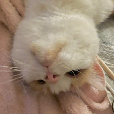 logomachia_'s profile picture. | ESC, Kä, BL, Beatles 💚 she/her * 27 * fan acc | i tweet mostly in 🇵🇱 sorry :(