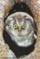 loredanazoppell's profile picture. 