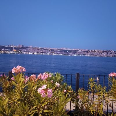 OAlhaidary1's profile picture. حسابي القديم @oalhidary
