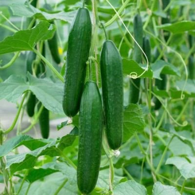 JohnMusasizi3's profile picture. Easily run out of patience
