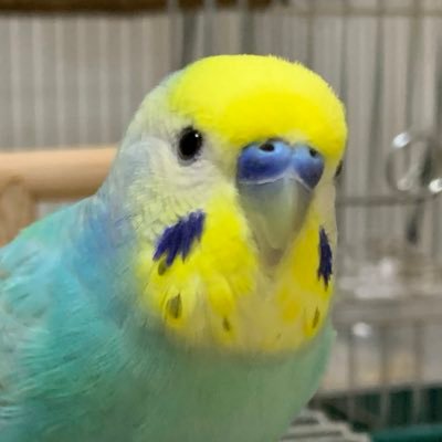 ことじろさんのプロフィール画像