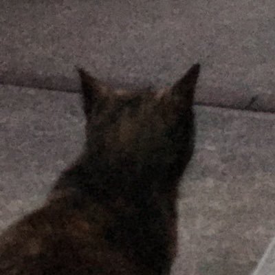 nisepotato's profile picture. 