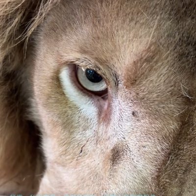 llionheater's profile picture. 👀🧐😯☝🤓😵