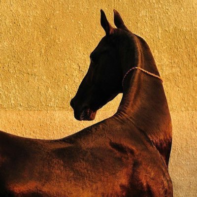 SarahFh1_'s profile picture. دائماً سارّه.